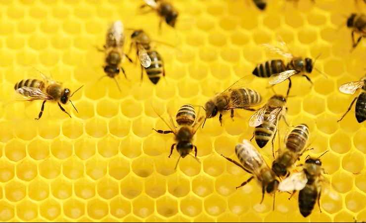 La géométrie parfaite des alvéoles des abeilles