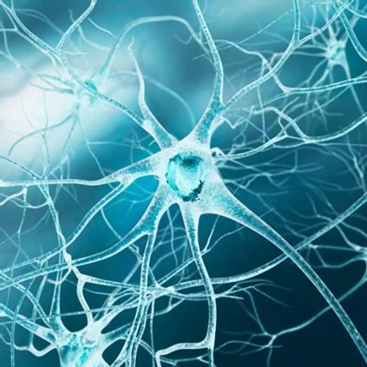 Le Kaizen et les neurosciences